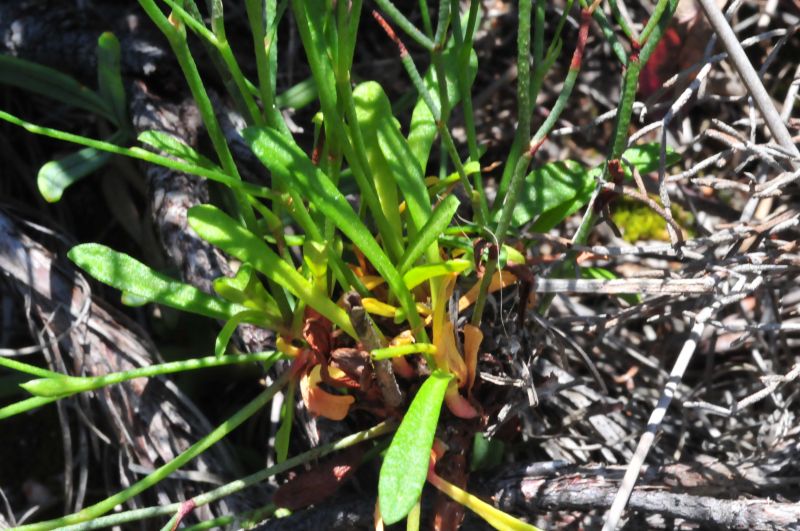 Limonium contortirameum